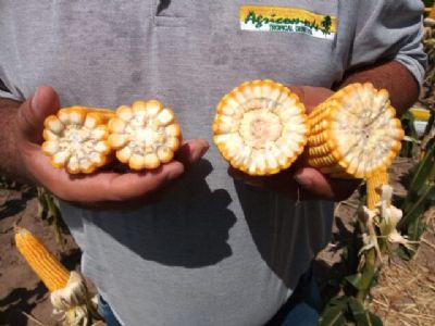 Tecnologia que duplica gr�os de milho � destaque na Dinetec