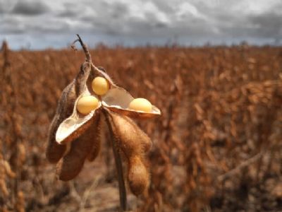 Soja: coronav�rus, demanda da China e pre�os; o que saber antes de vender!