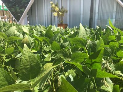 Soja: fungicida que combina multiss�tio e carboxamidas � lan�ado