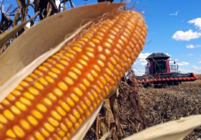 MILHO/CEPEA: demanda enfraquece e pre�os recuam