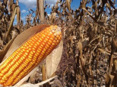 Milho: B3 recua dos R$ 90,00, mas segue em alta nesta quarta-feira