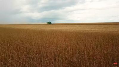 Colheita da soja esta atrasada em Mato Grosso
