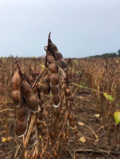 Chuvas n�o d�o tr�gua e preocupam sojicultores do Araguaia