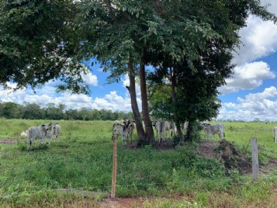 Em um ano cen�rio resulta no menor poder de compra do pecuarista, relata IMEA