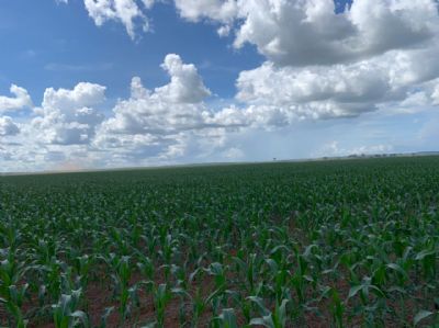 Falta de chuvas j� causa danos em planta��es pelo Brasil