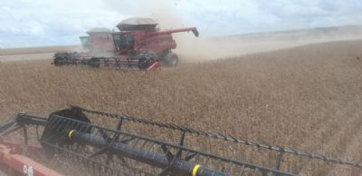 Soja: Mato Grosso j� colheu 99,91% da safra 20/21