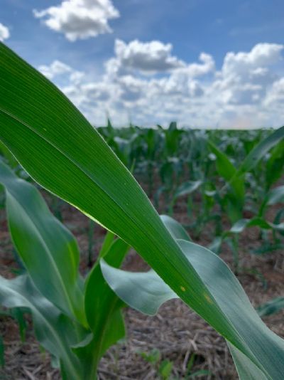 Milho: Proje��o para plantio de 5,68 milh�es de ha no Estado para esta safra