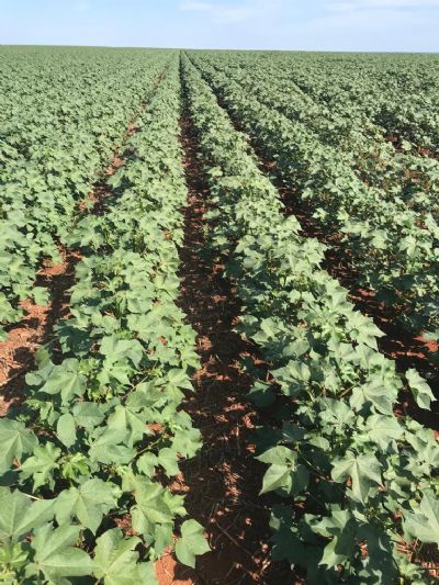 Defensivo Agr�cola pulverizado inadequadamente causa preju�zos de R$2 milh�es em planta de algod�o em Rondon�polis