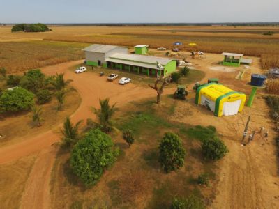 Milho: Xingu Pesquisa realiza Dia de Campo Virtual em Confresa