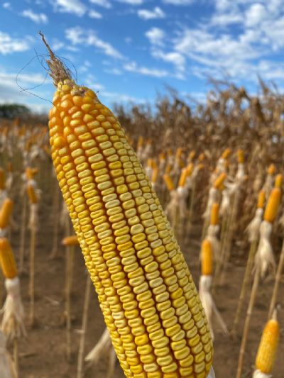 Milho:  Semana fecha com pre�o de R$69,84/sc em Mato Grosso