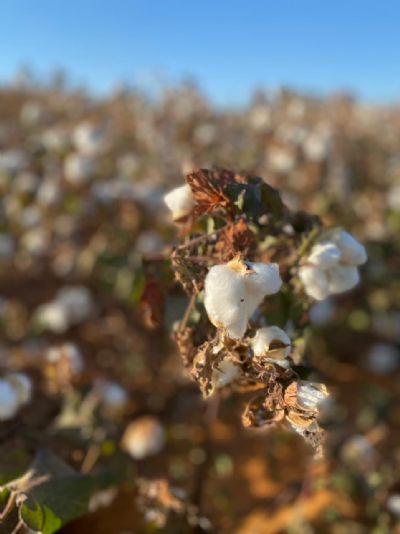 Com atraso, algod�o � colhido em Mato Grosso