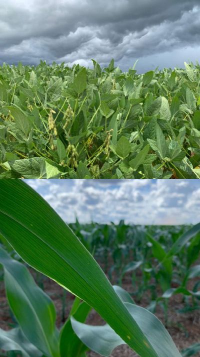 Confira mercado local da soja e do milho em Confresa