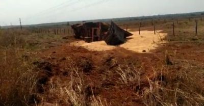 V�deo: Ao desviar de buracos na pista caminhoneiro perde dire��o e capona carga de milho na MT437