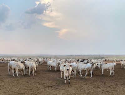 Boi gordo: Mercado segue pressionado