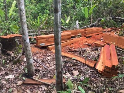 Em Santa Cruz do Xingu Policia desmancha �rea de desmatamento ilegal