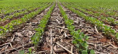 Grupo Schallater avan�a 60% do plantio no Araguaia