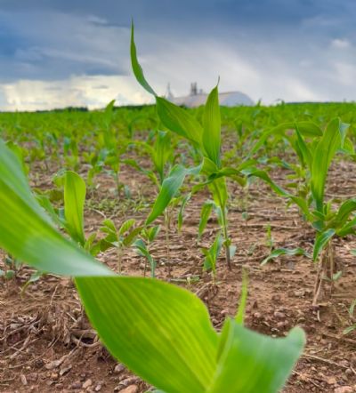 Plantio do milho safrinha avan�a na regi�o Norte Araguaia