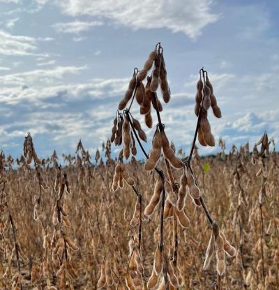 Com pre�o da saca a R$200,00 produtor analisa hora de vender a soja