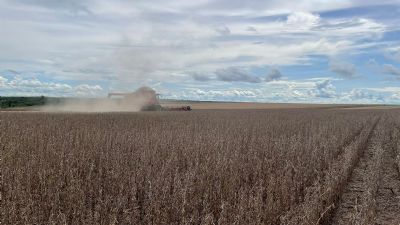 Soja: Menor oferta na Am�rica do Sul preocupa agentes; Pre�os sobem