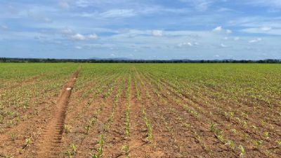 Fazenda Serra da Sombra avan�a com plantio de pipoca em Vila Rica