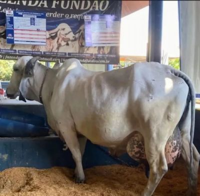 Vaca bate recorde de produ��o com 80,15 kg de leite por dia