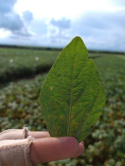 Funda��o Rio Verde orienta produtores rurais sobre Vazio Sanit�rio da Soja