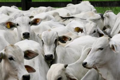Mato Grosso lidera exporta��es de carne bovina no pa�s