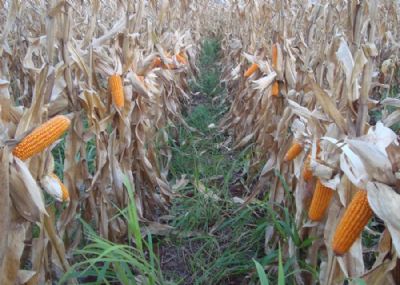 Inoculante reduz perdas de produtividade do milho consorciado com braqui�ria