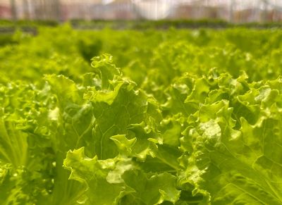 Alface: Final do m�s limita demanda no interior paulista