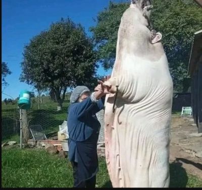 Porco gigante de 400 kg rende 240 pe�as de salame