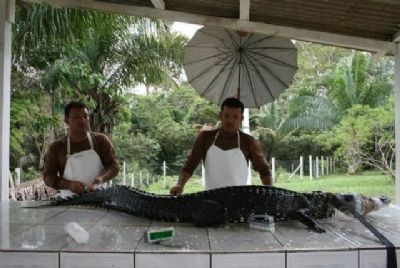 Autorizado o abate de 900 jacar�s em reserva de 74 mil hectares