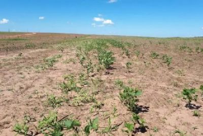 Indea realizou 5,7 mil fiscaliza��es durante vazio sanit�rio da soja em Mato Grosso