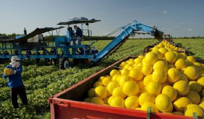 MEL�O/CEPEA: Exporta��es da parcial da safra 2022/23 est�o limitadas