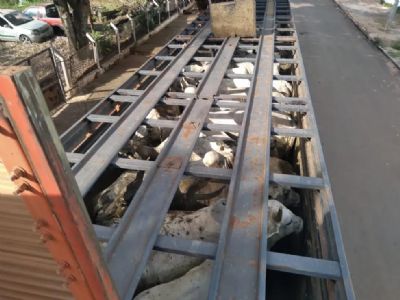 Pol�cia recupera gado roubado em fazenda no interior de MT; quatro foram presos