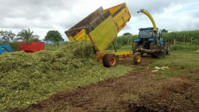 Silagem � produzida com acompanhamento t�cnico da Empaer para garantir sustento do gado na seca