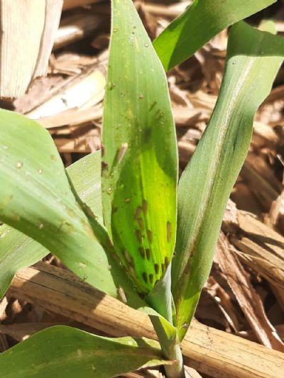 Cigarrinha-do-milho cresce mais de 177% em dois anos