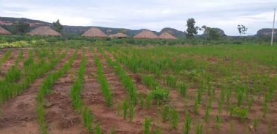 Projeto implementado em aldeias de Canarana, auxilia Xavantes a cultivarem seu pr�prio alimento