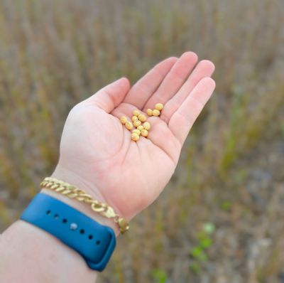 Colheita da soja atinge 96,6%. Confira os estados que j� conclu�ram