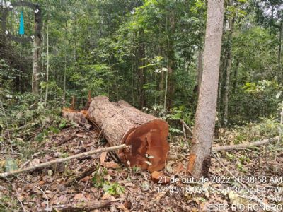 Opera��o Ronuro cumpre 22 mandados contra associa��o criminosa envolvida em crimes ambientais