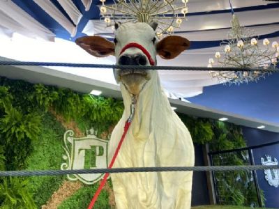 Terra Prometida quebra recorde na hist�ria dos leil�es com faturamento de R$ 56 milh�es