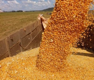 USDA traz nova piora nas lavouras de soja dos EUA; milho melhora