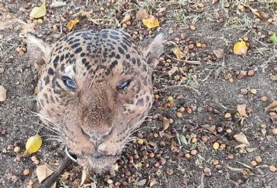 Pol�cia Civil prende suspeito de matar on�as-pintadas em Parana�ta