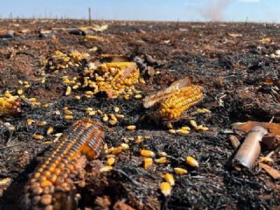 Inc�ndio destr�i 600 sacas de milho e cobertura do solo em Nova Mutum