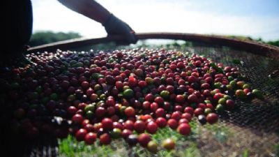 Sebrae Minas desenvolve a��es para melhorar qualidade do caf�