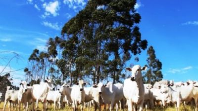 Parceria da Embrapa permitir� melhoramento gen�tico do rebanho bovino