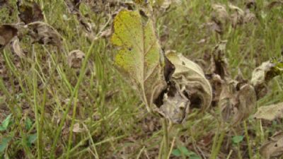 Primeiro caso de ferrugem asi�tica na safra 23/24 � detectado no RS