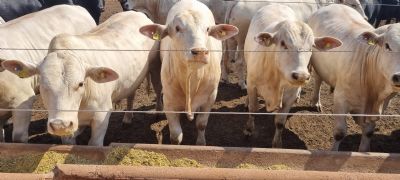 Melhoramento Gen�tico: Animais inseminados pela Pozzobon s�o destaques na Televis�o