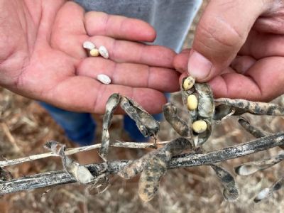 Colhendo 4 sacas em algumas �reas, Campo Novo do Parecis teme preju�zos na economia local