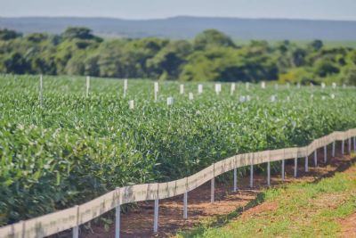 CTECNO Araguaia da Aprosoja-MT auxilia produtores em manejo de solos siltosos