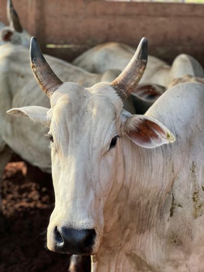 Pozzobon � destaque por n�veis elevados na taxa de prenhes de IATF